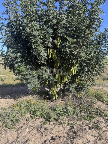 ارض ملكية قابلة للتحفيظ مساحتها 9,5 هكتارات 