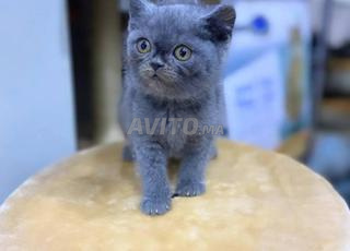 Mâle et femelle British