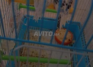 بيروشات عندهم 6 شهر خوت 