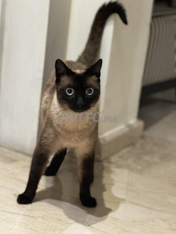 Chat siamois mâle à vendre – Casablanca
