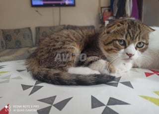 chat femmelle scottish pure race 