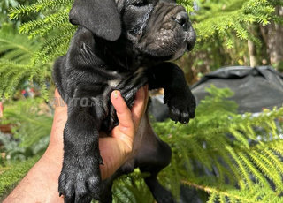 Cane corso 