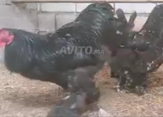 دجاج البراهما