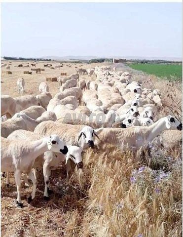 نعجة صردية ممتازة اصيلية 
