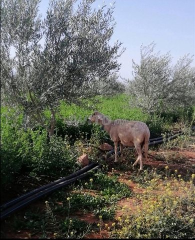 مزرعة للبيع منطقة مراكش 90 دقيقة و 25 دقيقة 