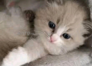 chatte bébé bermanu âge 