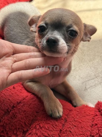 chihuahua femelle 