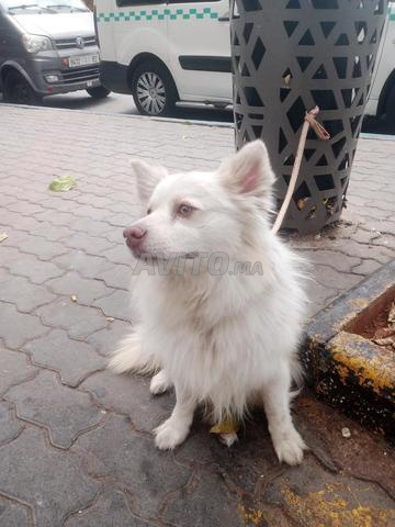Chien Spitz malle gabonais bon Driss