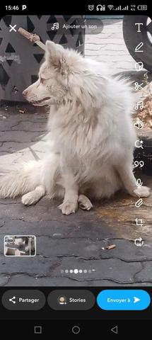 Chien Spitz malle gabonais bon Driss - 2