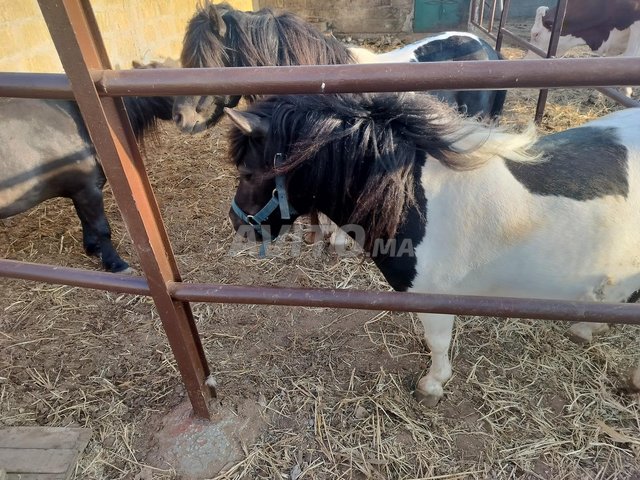 poney chetland