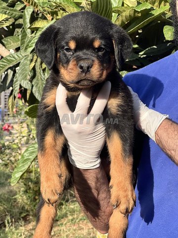 Magnifique Chiot Rottweiler  Serbe