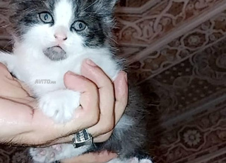 Pti chaton a donnée snowshow 