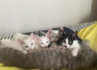 petit chaton à donner 