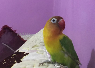 oiseaux inséparable bien dressé