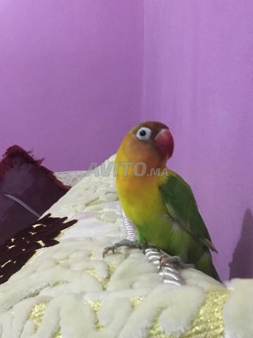 oiseaux inséparable bien dressé