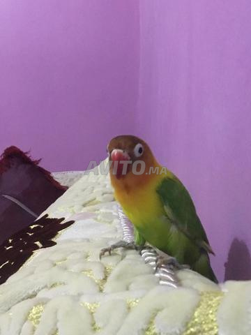 oiseaux inséparable bien dressé - 2