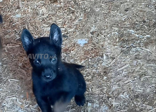 (كلبة مالينوا أنثى للتبني (للبيع