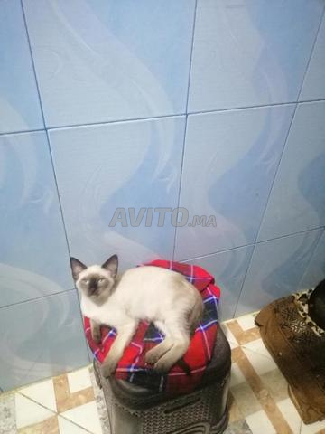 بيع اثنان قطط سلاله الصيامي واحد قطة وقط واحد