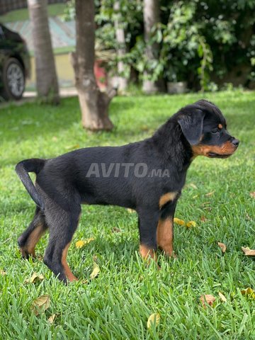 femelle rottweiler pedigree