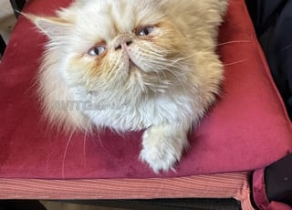 Chat femelle Persan pure race