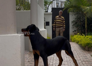 Rottweiler original de 6 mois