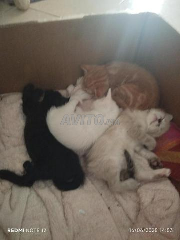 بيع قطط صغيرة من نوع سيامي انغورا تيرك - 2