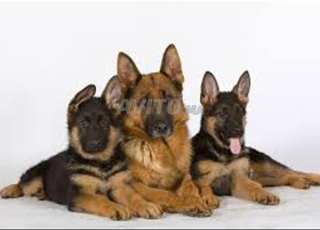 berger allemand chien