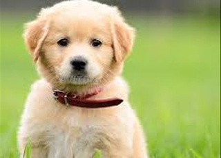 golden retriever chiot