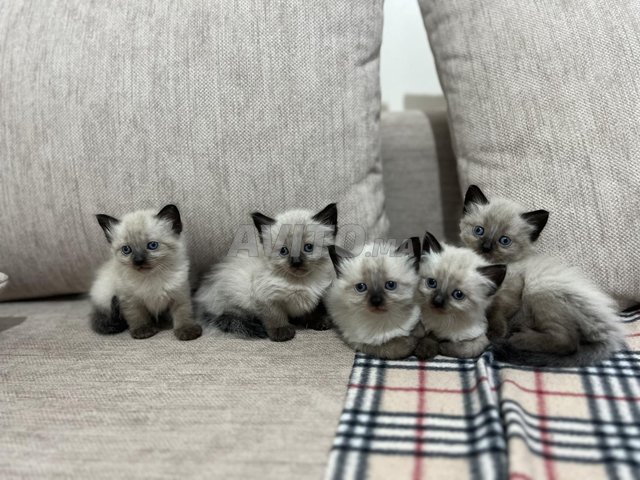 chat siamois himalaya long poil