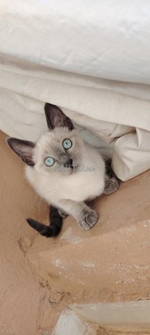 chat siamois femelle 