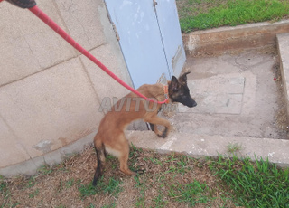 malinois quatre mois 