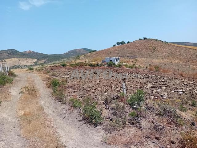 Terrain titré à vendre Melousa Ard milkia - 2