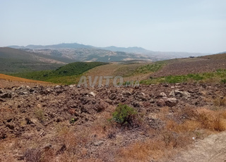 Terrain titré à vendre Melousa Ard milkia