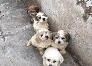 Chiots bichon