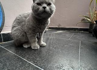 Cherche chatte pour accouplement 