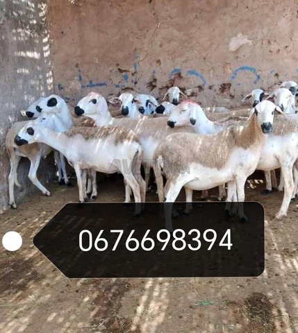 نعجة صردية للبيع 