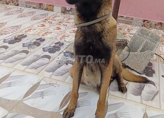 Malinois femelle