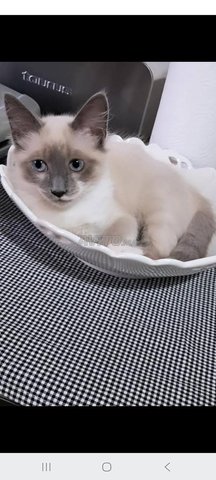 chat Siamois