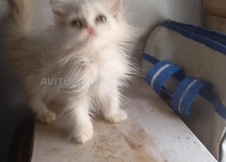 chaton persan femelle 2 mois 