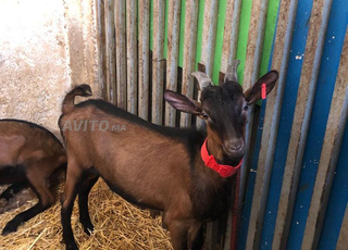 BOUCS ALPINE PURE RACE 