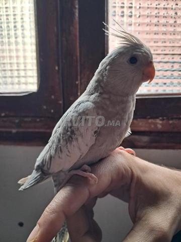 Tous types de calopsitte