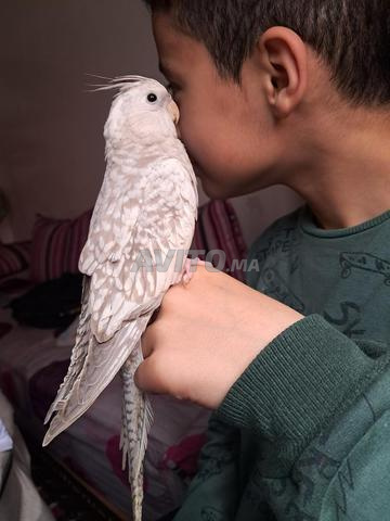 جميع أنواع الككاتو - 2