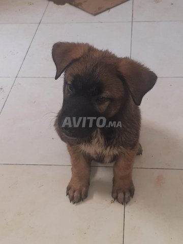 Malinois  chiens 