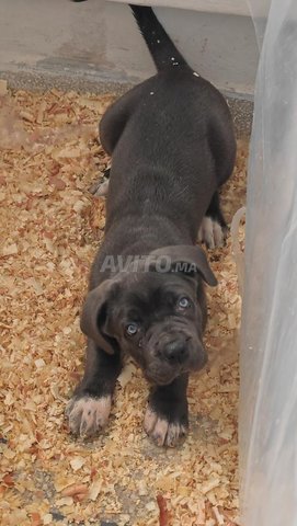 canecorso femelle de 2mois