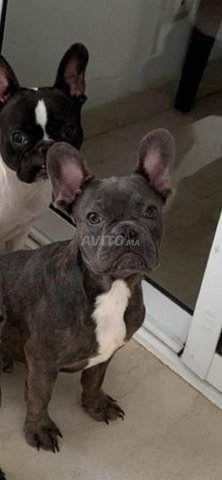 Mâle bouledogue français 