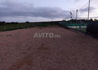 الدار البيضاء أولاد عزوز 