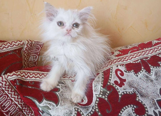 chaton persan femelle