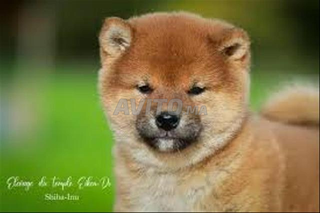 shiba inu chien