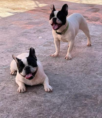 bulldog français exotique 