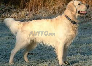 golden retriever chien